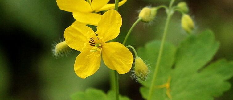 La celidonia es una planta que puede ayudar a eliminar los papilomas. 